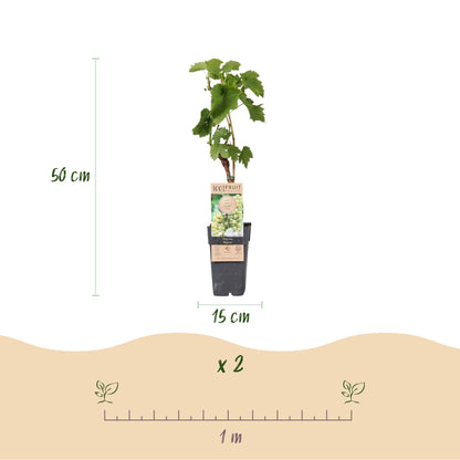 Weinrebe Vitis vinifera 'Bianca' – Weiße Traube – 2 Pflanzen – Ø15cm – Höhe ca. 50cm – Süße Tafeltrauben – Pflegeleichte Obstpflanze für Garten & Balkon – Reich an Vitaminen 