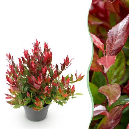 GreenboutiQ - Gartenpflanze - Leucothoe Little Flame - Rot - 1 Pflanze - Immergrün - Wenig Pflege - Topf 17cm Höhe 40cm 