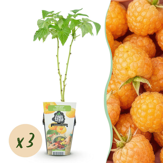 Himbeere Rubus idaeus Fallgold winterhart 3 Pflanzen Ø9cm Höhe30cm – Gelbe Himbeere für Garten Beet Balkon & Terrasse – Süß & aromatisch 