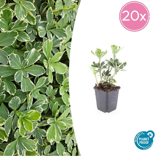 Schattengrün Pachysandra terminalis 'Variegata' – ↕10-25cm – Ø9cm – 20 Pflanzen – Immergrün & Winterhart – Bodendecker für schattige Gärten