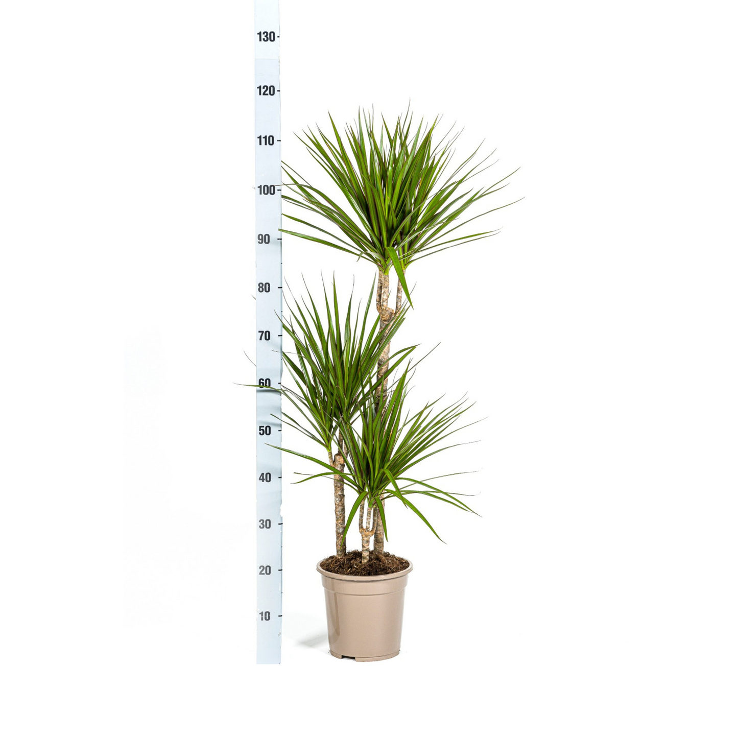 Dracaena Marginata Green mit Korb Ø21cm - ↕110 - 130cm 