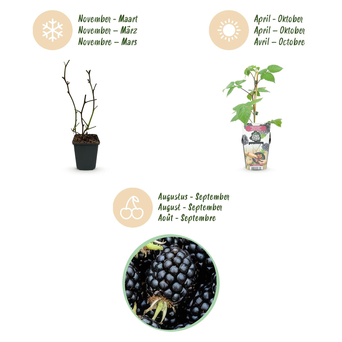 Brombeere Rubus fruticosus Black Satin winterhart Ø9cm Höhe 30cm – Ansicht 14