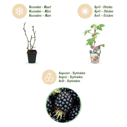 Brombeere Rubus fruticosus Black Satin winterhart Ø9cm Höhe 30cm – Ansicht 14