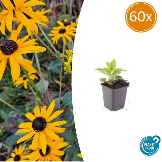 Leuchtender Sonnenhut Rudbeckia fulgida 'Goldsturm' – ↕10-25cm – Ø9cm – 60 Pflanzen – Winterharte Staude – Leuchtend gelbe Blüten – Bienenfreundlich