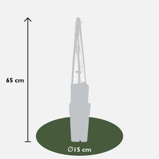 Clematis Nelly Moser – Blühfreudige Kletterpflanze – Zweifache Blüte – Weiß-Rosa – Ca. 65 cm hoch – Ø15 cm Topf – Für Garten, Spalier & Kübel 