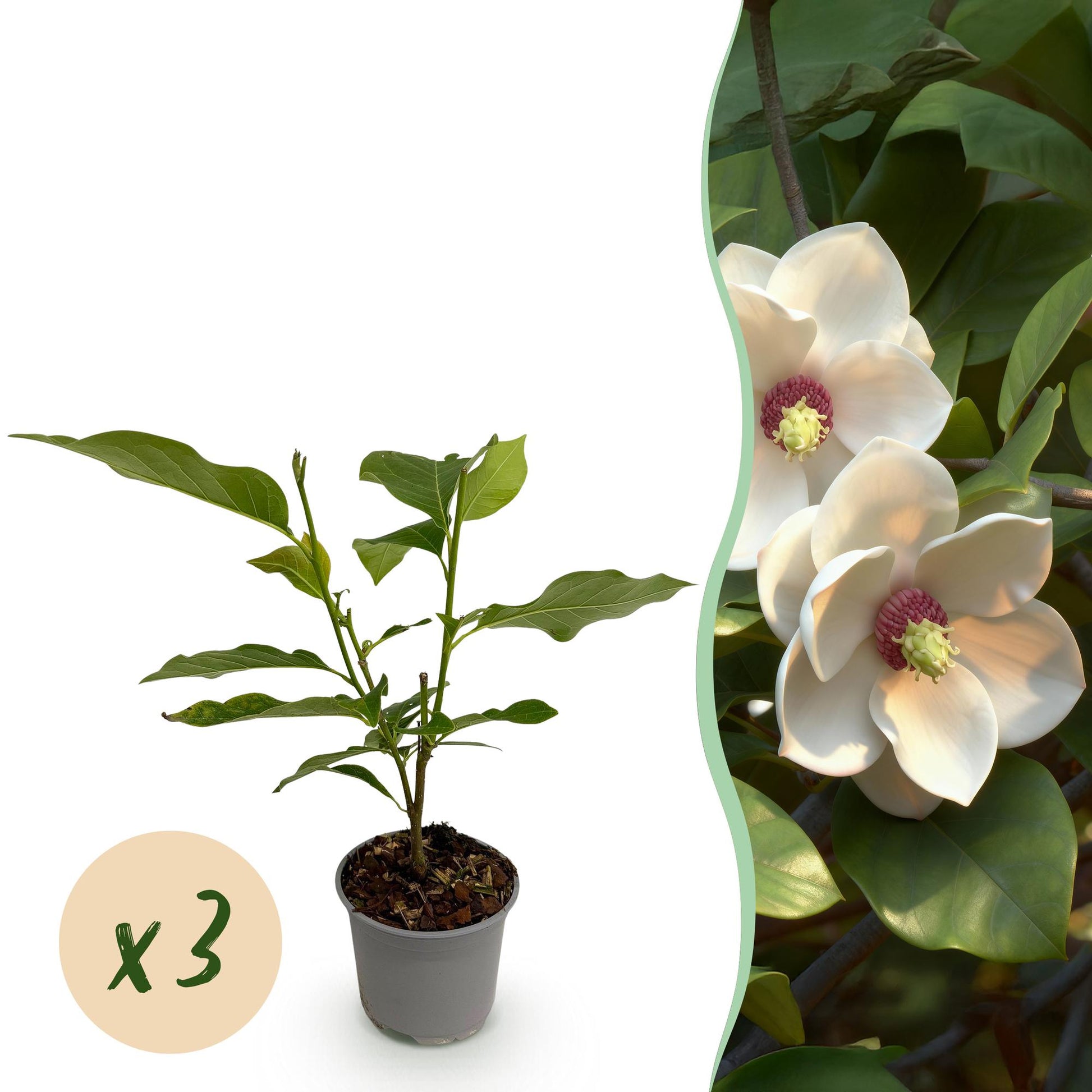 GreenboutiQ - Gartenpflanze - Magnolia sieboldii - Blüte Weiß-Rot - 3 Pflanzen - Laubabwerfend - Wenig Pflege - Topf 12cm Höhe 30cm 