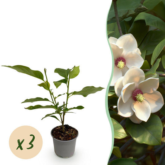 GreenboutiQ - Gartenpflanze - Magnolia sieboldii - Blüte Weiß-Rot - 3 Pflanzen - Laubabwerfend - Wenig Pflege - Topf 12cm Höhe 30cm 