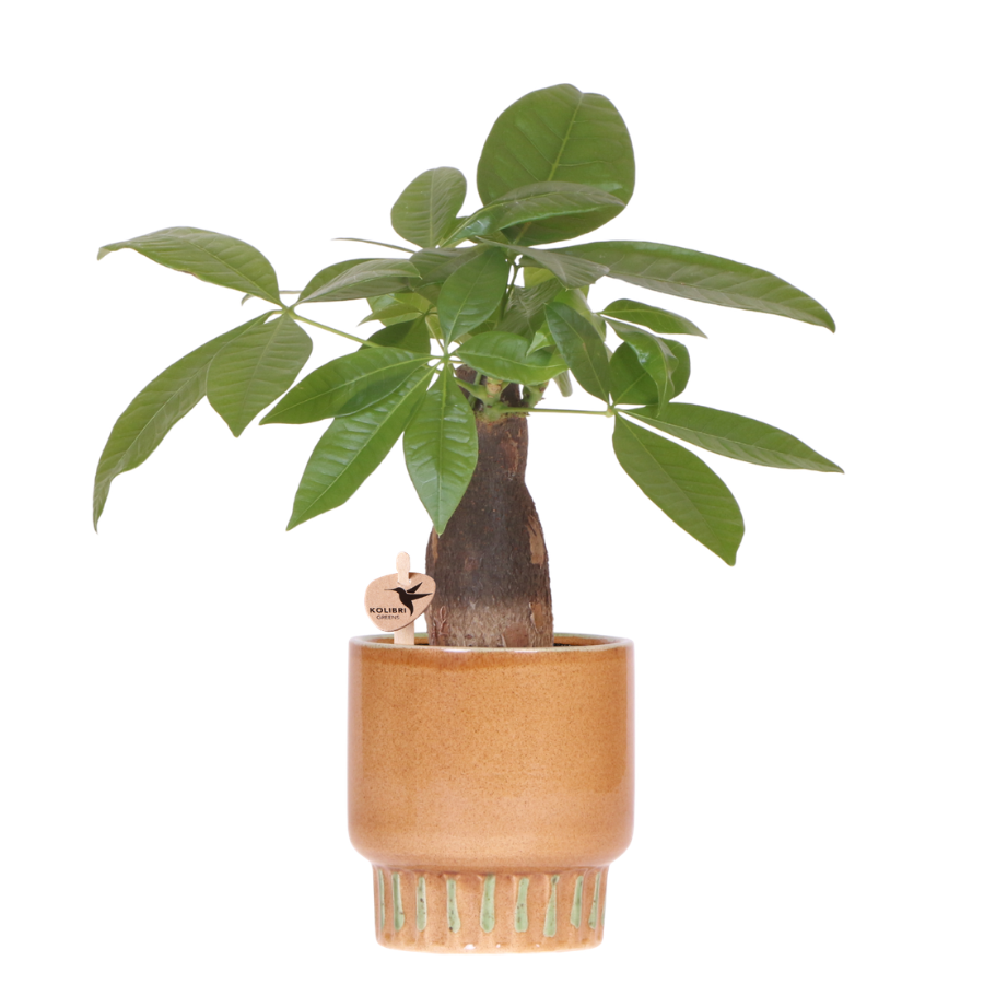 Kolibri Greens | Pachira + Bold Übertopf 9 cm – Grüne Zimmerpflanze – Frisch vom Züchter 
