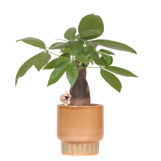Kolibri Greens | Pachira + Bold Übertopf 9 cm – Grüne Zimmerpflanze – Frisch vom Züchter 