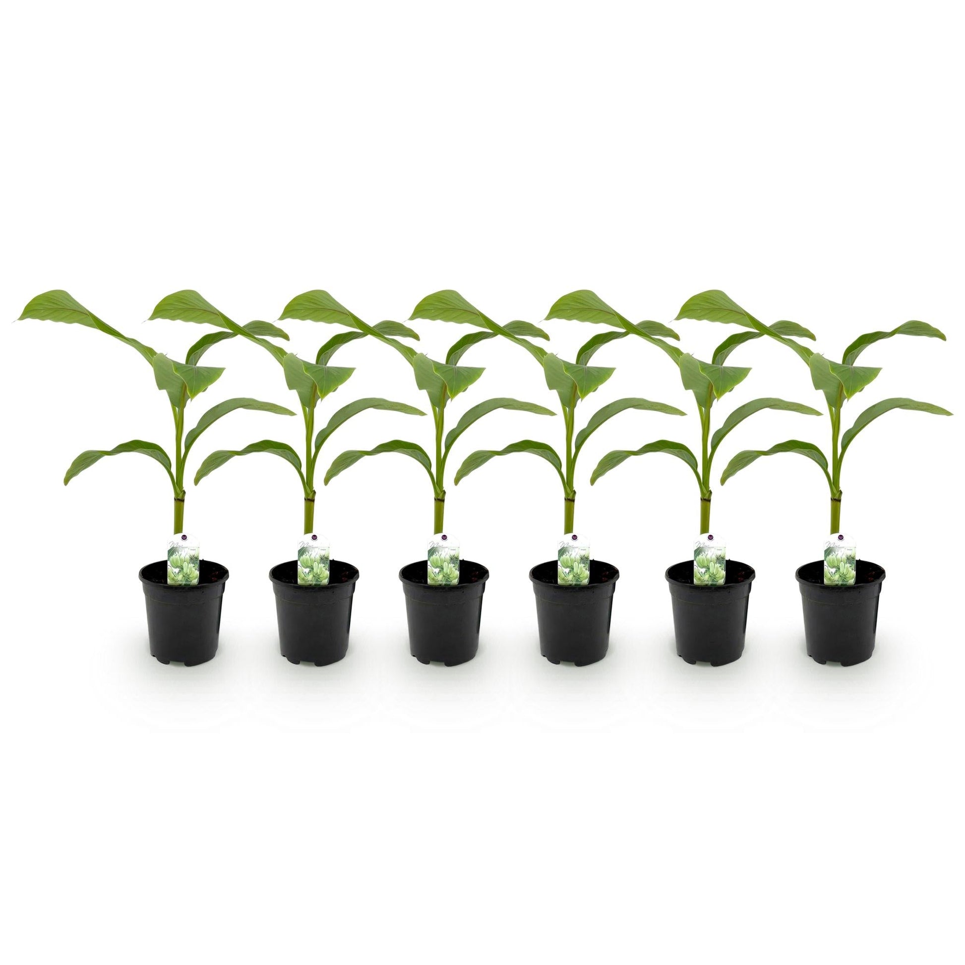 Bananenpflanze Musa Basjoo – Winterhart – 6 Pflanzen – Obstpflanze – 17 cm – Höhe ca. 40 cm 