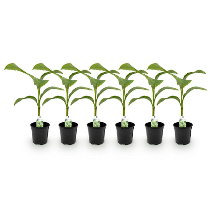 Bananenpflanze Musa Basjoo – Winterhart – 6 Pflanzen – Obstpflanze – 17 cm – Höhe ca. 40 cm 