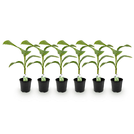Bananenpflanze Musa Basjoo – Winterhart – 6 Pflanzen – Obstpflanze – 17 cm – Höhe ca. 40 cm 