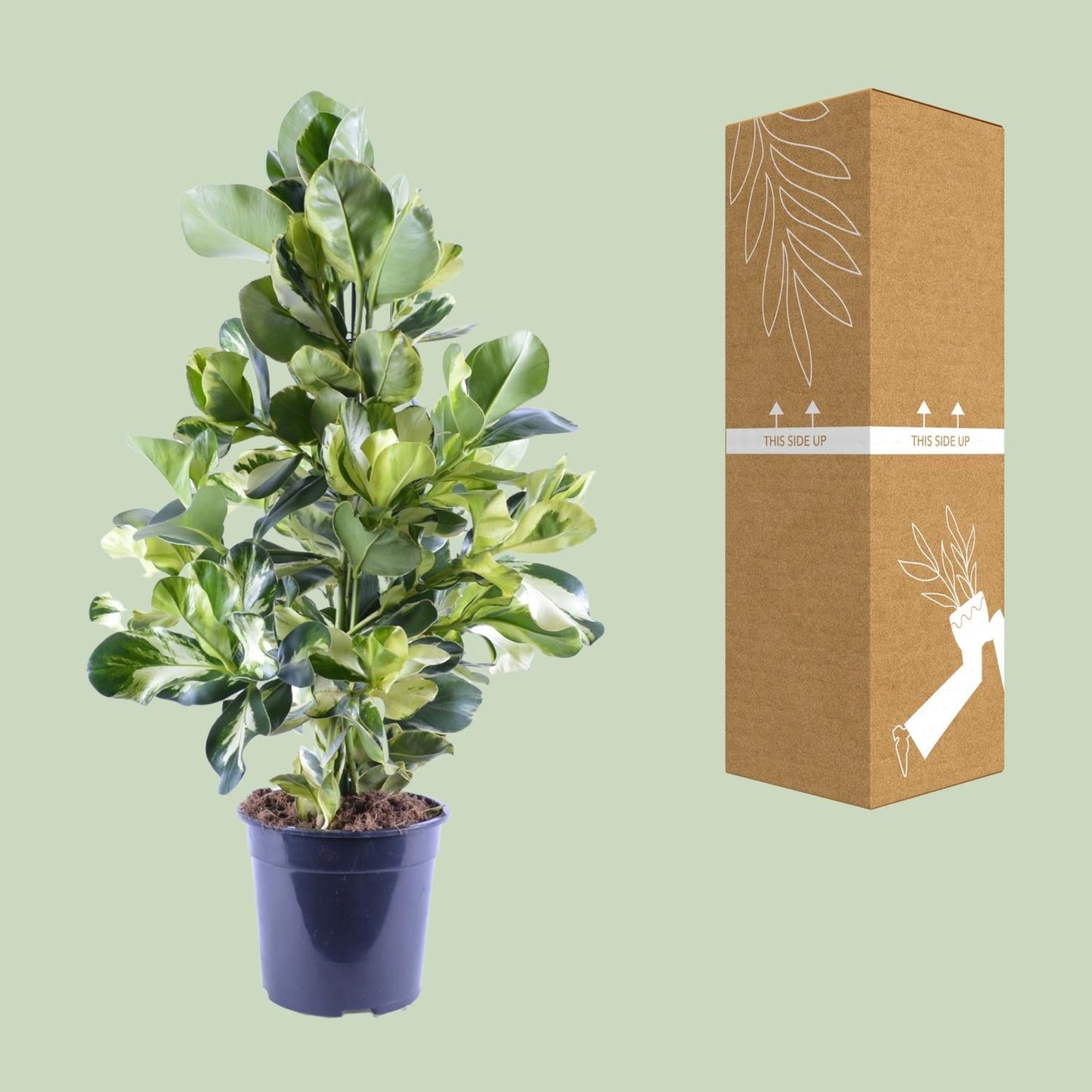 Clusia Rosea White Star – Ø24cm – ↕95cm – Dekorative Zimmerpflanze mit luftreinigender Wirkung – Autographenbaum – Pflegeleicht 