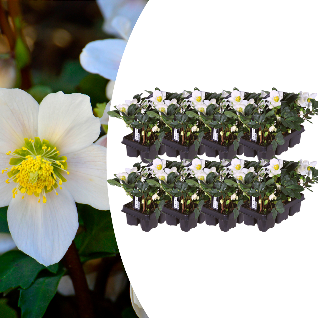 Helleborus niger ‘Christmas Carol’ Schneerose – 48 Pflanzen – Christrosen Winterblüher – Immergrüne & winterharte Stauden mit weißen Blüten – Für Garten, Beet & Kübelpflanzung 