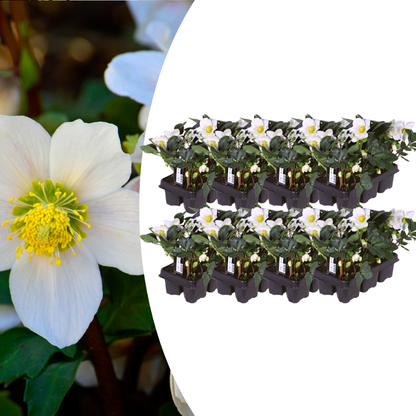 Helleborus niger ‘Christmas Carol’ Schneerose – 48 Pflanzen – Christrosen Winterblüher – Immergrüne & winterharte Stauden mit weißen Blüten – Für Garten, Beet & Kübelpflanzung 