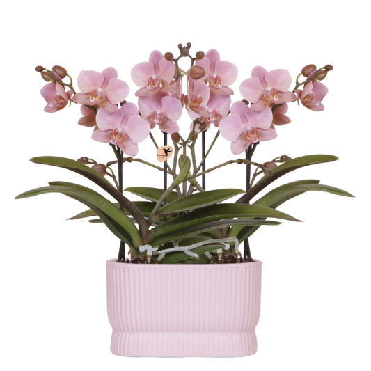 Kolibri Orchids | Rosé Orchideen‑Set im Diabolo Twin Pink Übertopf | zwei altrosa Treviso Orchideen Ø9cm 