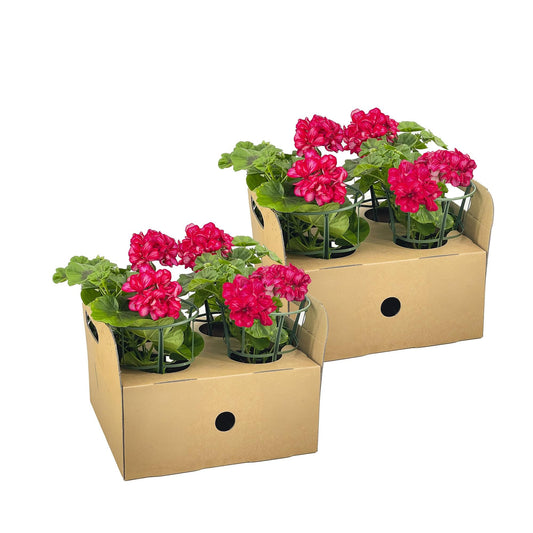 Geranie - Pelargonium peltatum Mexican Ruby - Ø12 cm - ↕20 cm - 8 Stück 