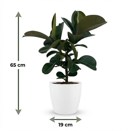 Ficus Elastica Cloe Gummibaum 65cm – Zimmerpflanze im weißen Übertopf Ø19cm – große glänzende grüne Blätter – pflegeleicht, luftreinigend für Wohnung, Büro & Flur – ideal bei Halbschatten 