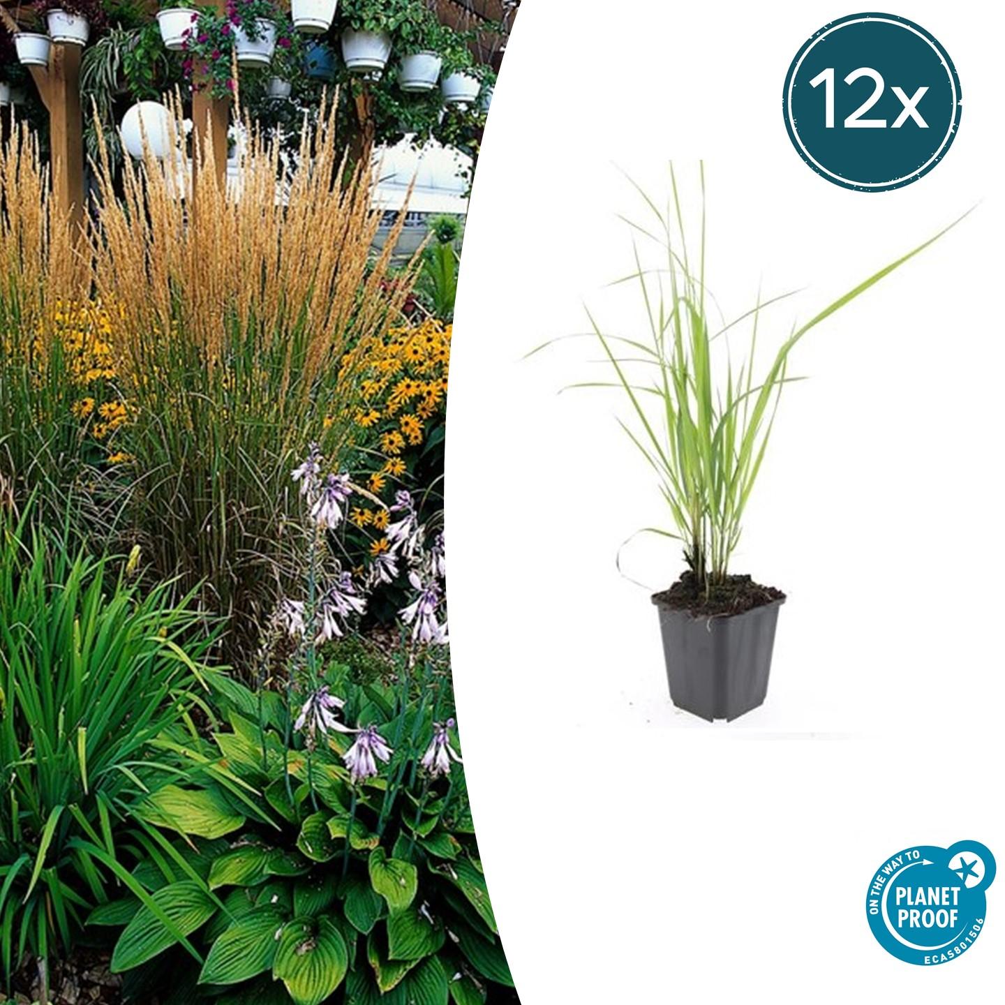 Sandrohr – Calamagrostis acutiflora 'Karl Foerster' – ↕10-25cm – Ø9cm – 12 Pflanzen – Winterhartes Ziergras mit eleganten Blütenrispen