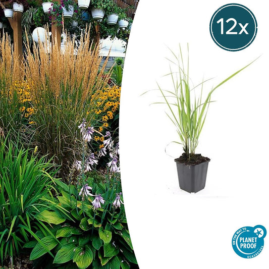 Sandrohr – Calamagrostis acutiflora 'Karl Foerster' – ↕10-25cm – Ø9cm – 12 Pflanzen – Winterhartes Ziergras mit eleganten Blütenrispen