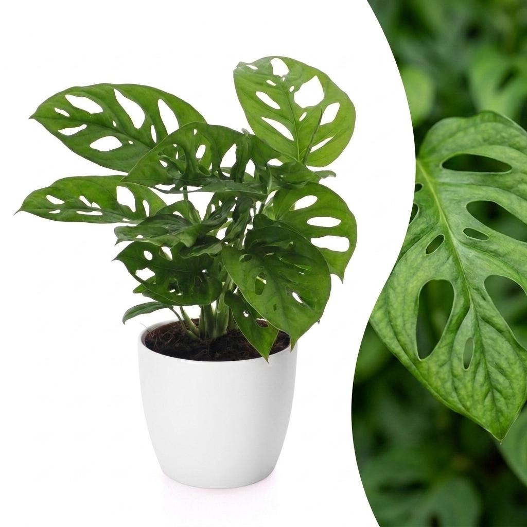 Fensterblatt 'Monkey Mask' – Monstera adansonii – Topf Ø12cm – Höhe 25cm – mit weißem Dekotopf – Dekorative Zimmerpflanze