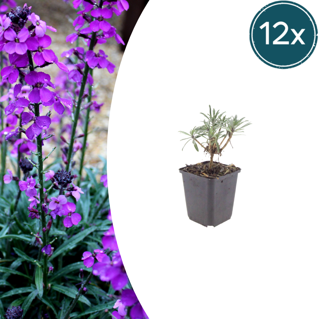 Erysimum Bowles Mauve – 12 Pflanzen Goldlack Staude – 10-25cm – Ø9cm – Langblühende Gartenpflanze für sonnige Standorte – Bienenfreundliche Blühstaude für Beet & Kübel