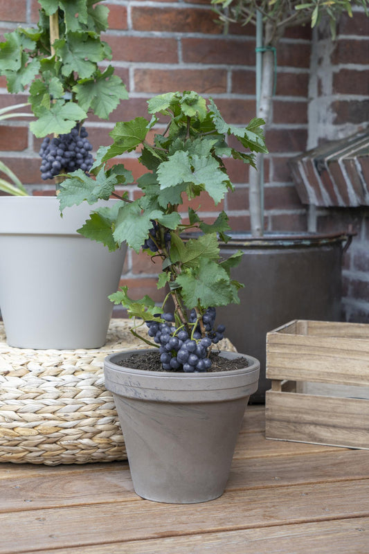 Weinrebe - Weintraube - Vitis Pixie 'Pinot Noir' - ↨30cm - Ø14cm - 3 Stück