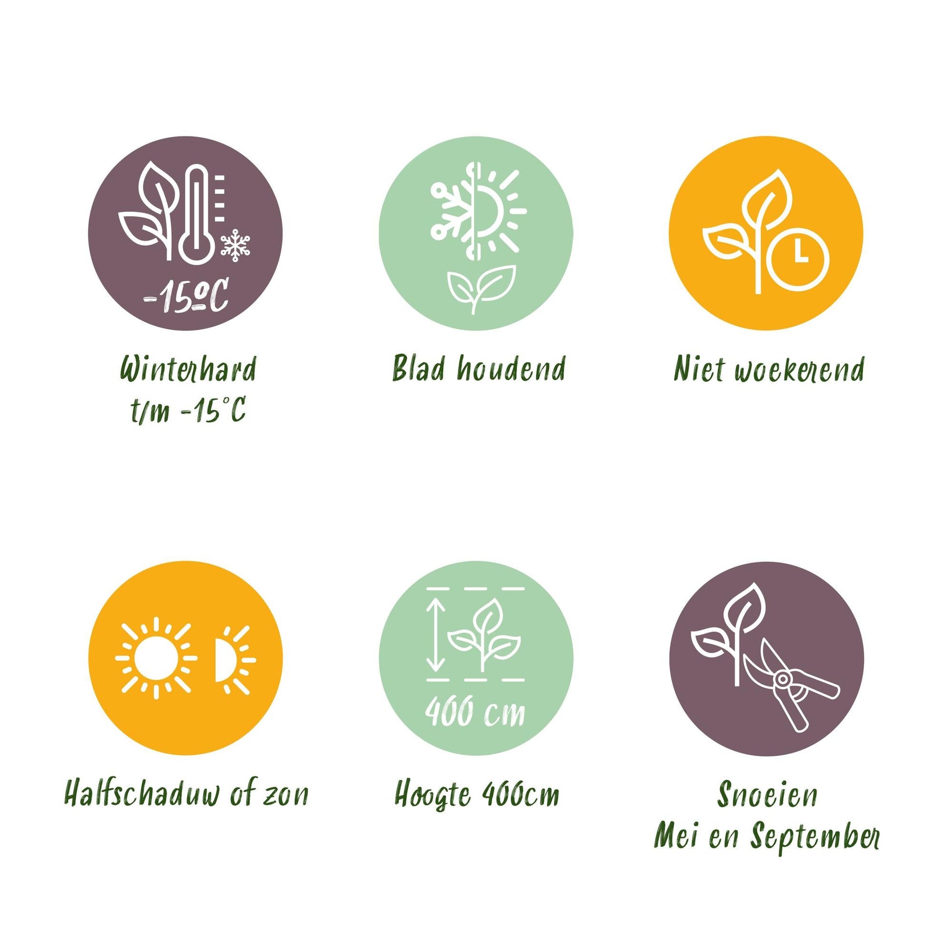 Ovalblättriger Liguster Ligustrum ovalifolium – Immergrün – Heckenpflanze – Blatt Grün – 6 Pflanzen – 1 m laufend – Pflegeleicht – 17cm Höhe 55cm 