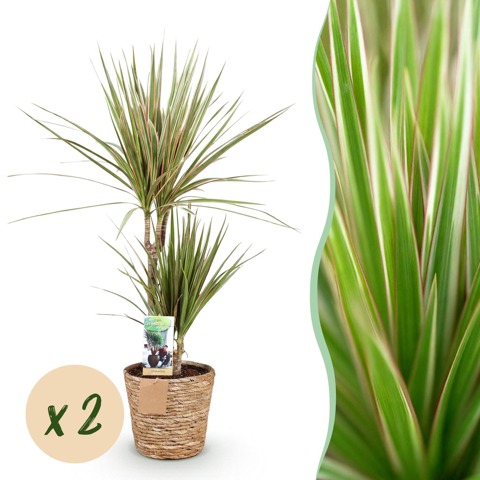 Green boutiQ - Zimmerpflanzen - Dracaena Sunray - Drachenbaum - Pflegeleicht - mit Korb - Grün - Gelb - 2 Pflanzen - Topf 17cm - Höhe 70-75cm 