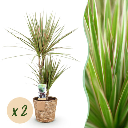 Green boutiQ - Zimmerpflanzen - Dracaena Sunray - Drachenbaum - Pflegeleicht - mit Korb - Grün - Gelb - 2 Pflanzen - Topf 17cm - Höhe 70-75cm 