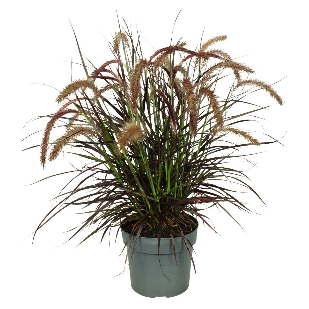 Pennisetum ‘Tiny Tails’ – kompaktes Lampenputzergras – 2 Pflanzen – Ø15cm – ↨40-50cm – winterhart & pflegeleicht – Ziergras für Garten, Kübel & Beete 