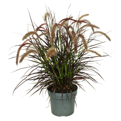 Pennisetum ‘Tiny Tails’ – kompaktes Lampenputzergras – 2 Pflanzen – Ø15cm – ↨40-50cm – winterhart & pflegeleicht – Ziergras für Garten, Kübel & Beete 