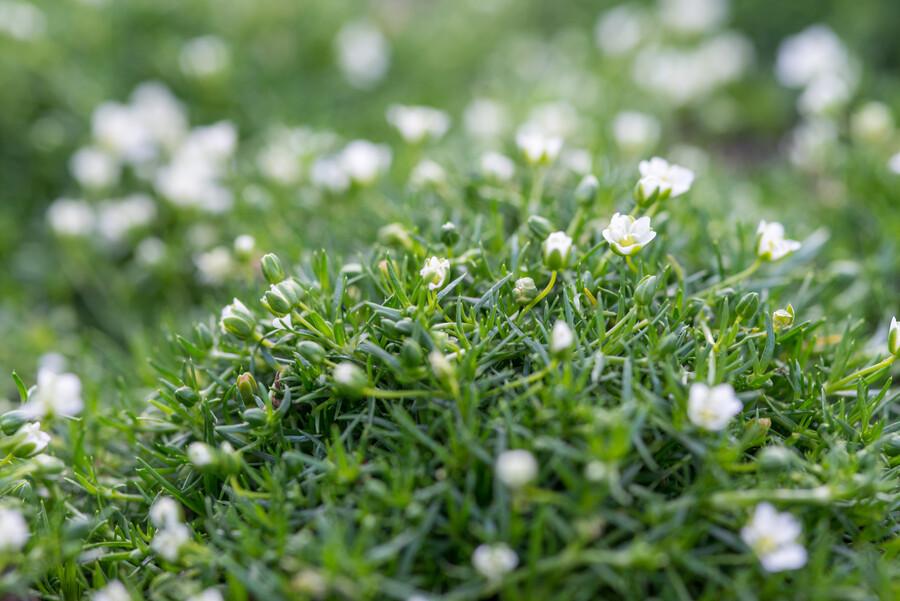 Pfriemen-Mastkraut Sagina subulata – 48 Pflanzen – ↕10-25 cm – Ø9 cm – Immergrüner Bodendecker – Irisches Moos – Weiß blühend – Pflegeleicht & vielseitig 