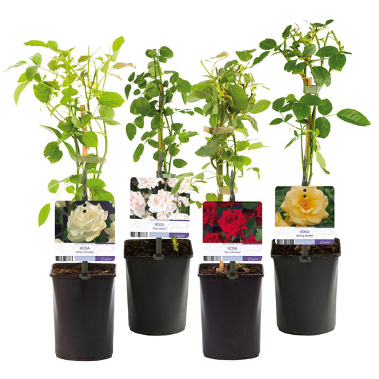 Kletterrose – Rosa Rainbow – Blumen Rosa-Weiß-Gelb-Rot – 4 Pflanzen – Wenig Pflege – 11cm – Höhe ca. 40cm