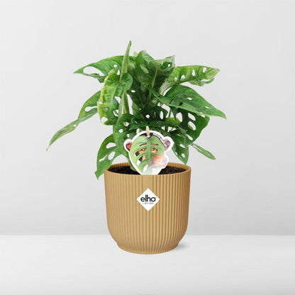 Monstera Monkey Leaf – Fensterblatt – Ø14cm Gelber Vibes Fold Topf – Tropische Zimmerpflanze – Luftreinigend & pflegeleicht – Swiss Cheese Plant 
