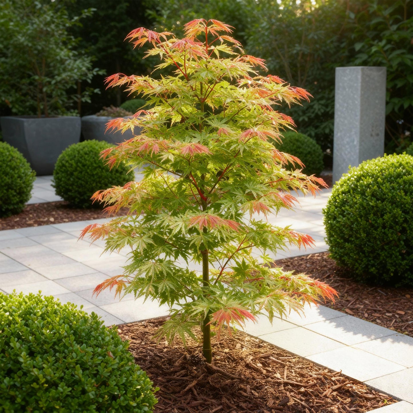 GreenboutiQ - Gartenpflanze - Acer palmatum Phoenix - Rosa - 1 Pflanze - Laubabwerfend - Wenig Pflege - Topf 12cm Höhe 35cm 