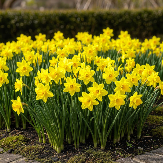 GreenboutiQ - Blumenzwiebeln - Narcis Tete-A-Tete - Farbe Gelb - 50 Stück - Zwiebelgröße 10/12 