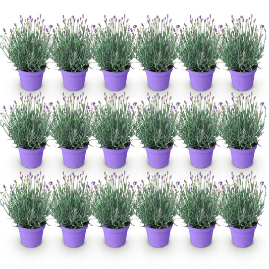 GreenboutiQ - Gartenpflanze - Lavandula angustifolia Munstead - Lavendel - Winterhart - Lila - 18 Pflanzen - Topf 12cm - Höhe 15-25cm 