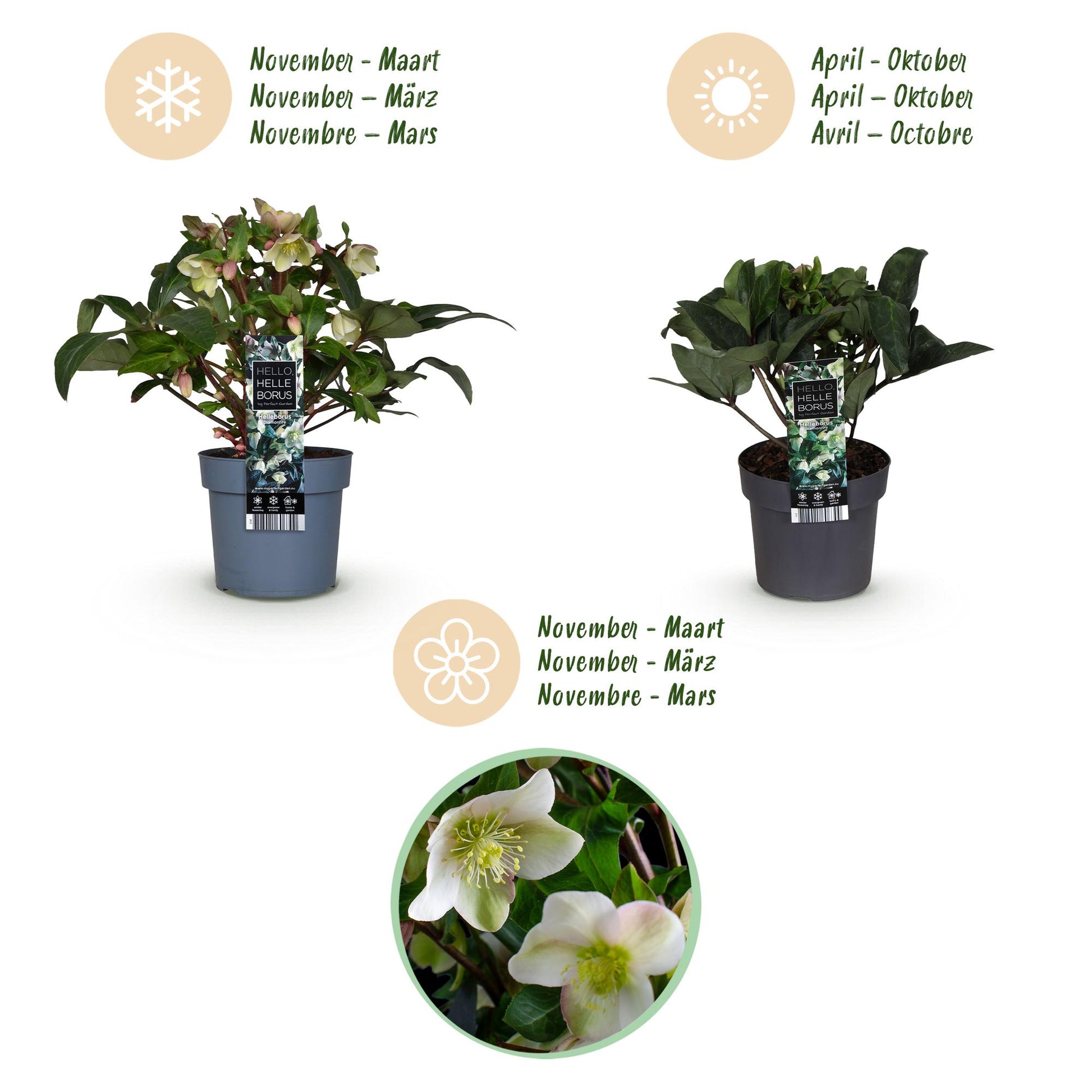 GreenboutiQ - Gartenpflanze - Lenten Rose - Helleborus Diamfire - Grüne Blüte - Immergrün - Topf 19cm Höhe 40cm 