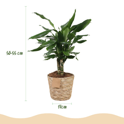 Green boutiQ - Zimmerpflanzen - Dracaena fragrans Steudneri - Drachenblutbaum - Wenig Pflege - mit Korb - Grün - 1 Pflanze - Topf 17cm - Höhe 50-55cm 