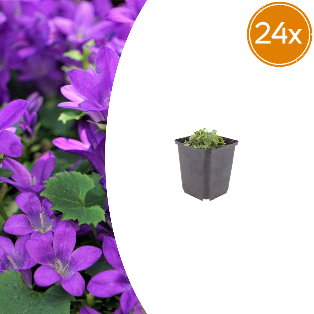 Campanula portenschlagiana – 24 Pflanzen Dalmatiner-Glockenblume – 10-25cm – Ø9cm – Winterharte Bodendecker Staude – Blühpflanze für Garten, Mauer & Steingarten