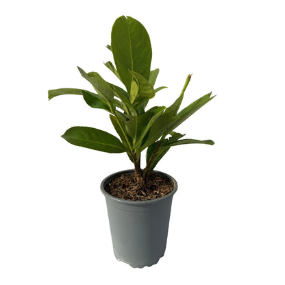 Kirschlorbeer - Prunus laurocerasus Rotundifolia - Hecke - Blatt Grün - 8 Pflanzen - 1 laufender Meter - immergrün - Topf 9cm Höhe 30-35cm