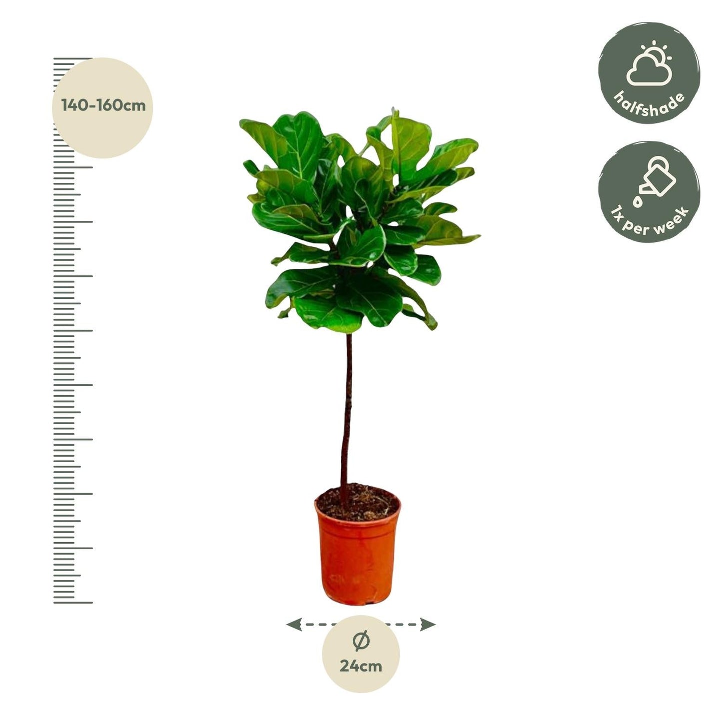 Ficus Lyrata – Geigenfeige – ca. 130cm hoch – Ø24cm – Zimmerpflanze mit Stamm – Groß, dekorativ & luftreinigend – Für Wohnzimmer, Büro & Wintergarten 