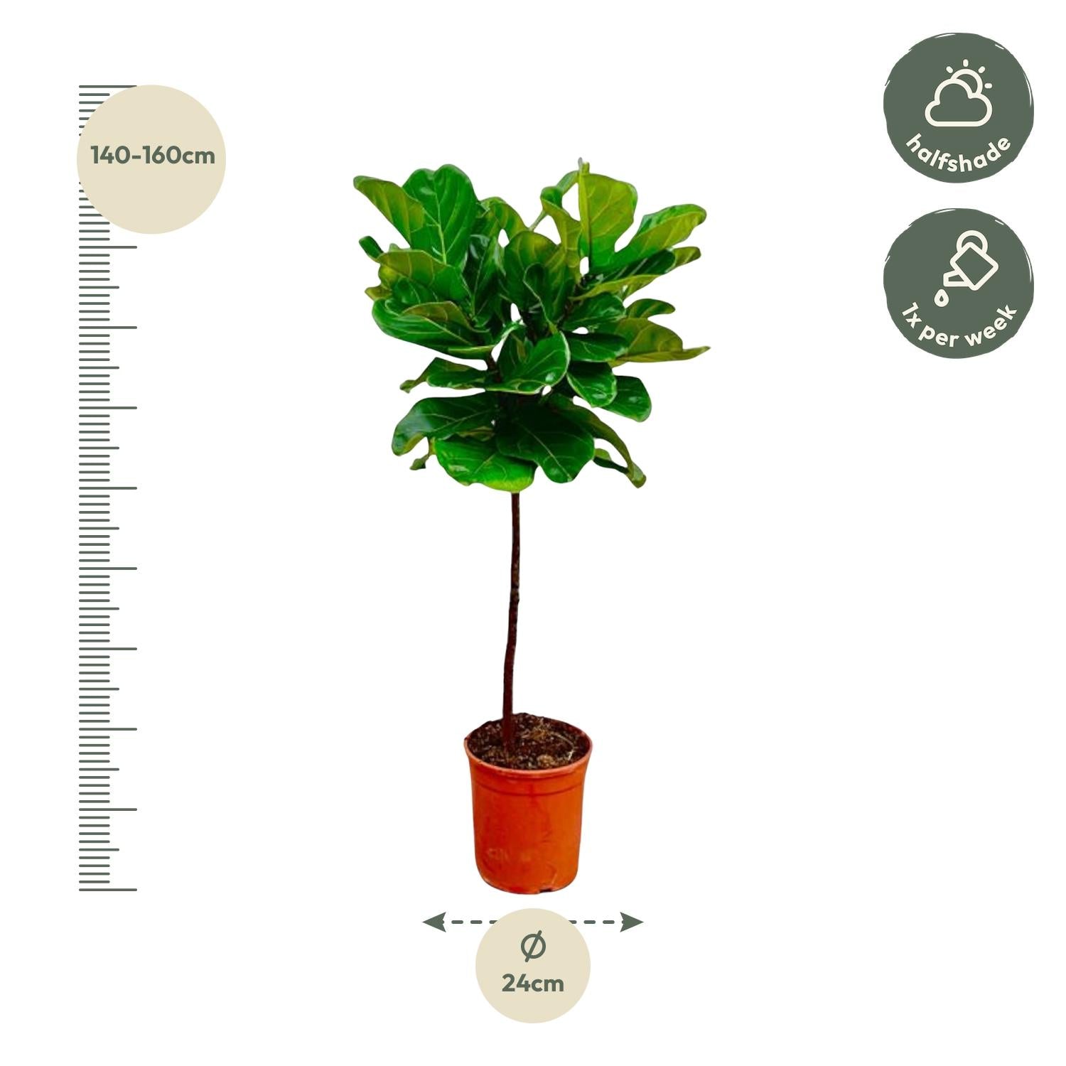 Ficus Lyrata – Geigenfeige – ca. 130cm hoch – Ø24cm – Zimmerpflanze mit Stamm – Groß, dekorativ & luftreinigend – Für Wohnzimmer, Büro & Wintergarten 