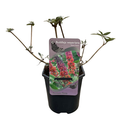 Schmetterlingsstrauch Buddleja davidii Flower Power – Lila-Rosa Blüten – 17 cm x H30 cm – Bis 2 m – Sonnig & Pflegeleicht – Attraktiv für Schmetterlinge 
