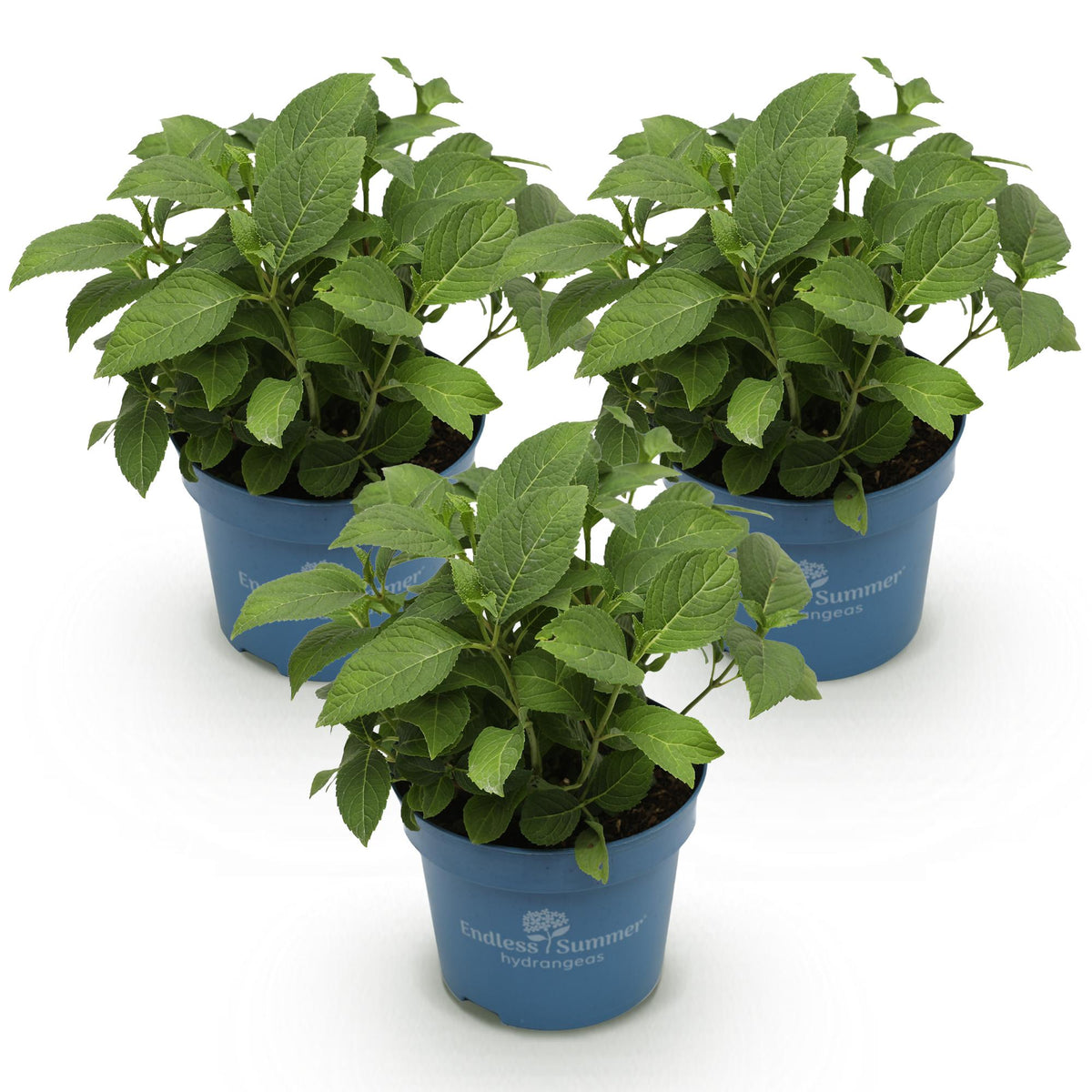 Hortensie Hydrangea Endless Summer Mix 3er Set – blau rosa weiß – winterhart – 14cm – Höhe 20-25cm – lange Blüte bis Herbst – für Beet, Hecke, Kübel, Balkon & Terrasse 