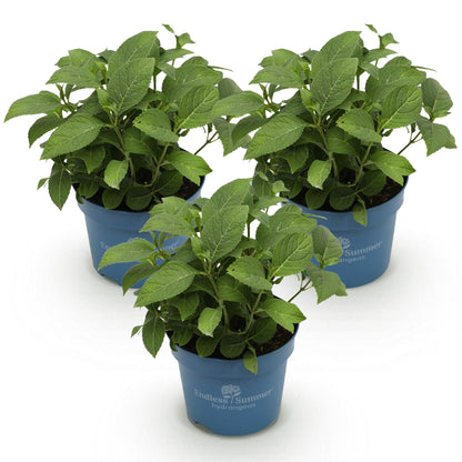 Hortensie Hydrangea Endless Summer Mix 3er Set – blau rosa weiß – winterhart – 14cm – Höhe 20-25cm – lange Blüte bis Herbst – für Beet, Hecke, Kübel, Balkon & Terrasse 
