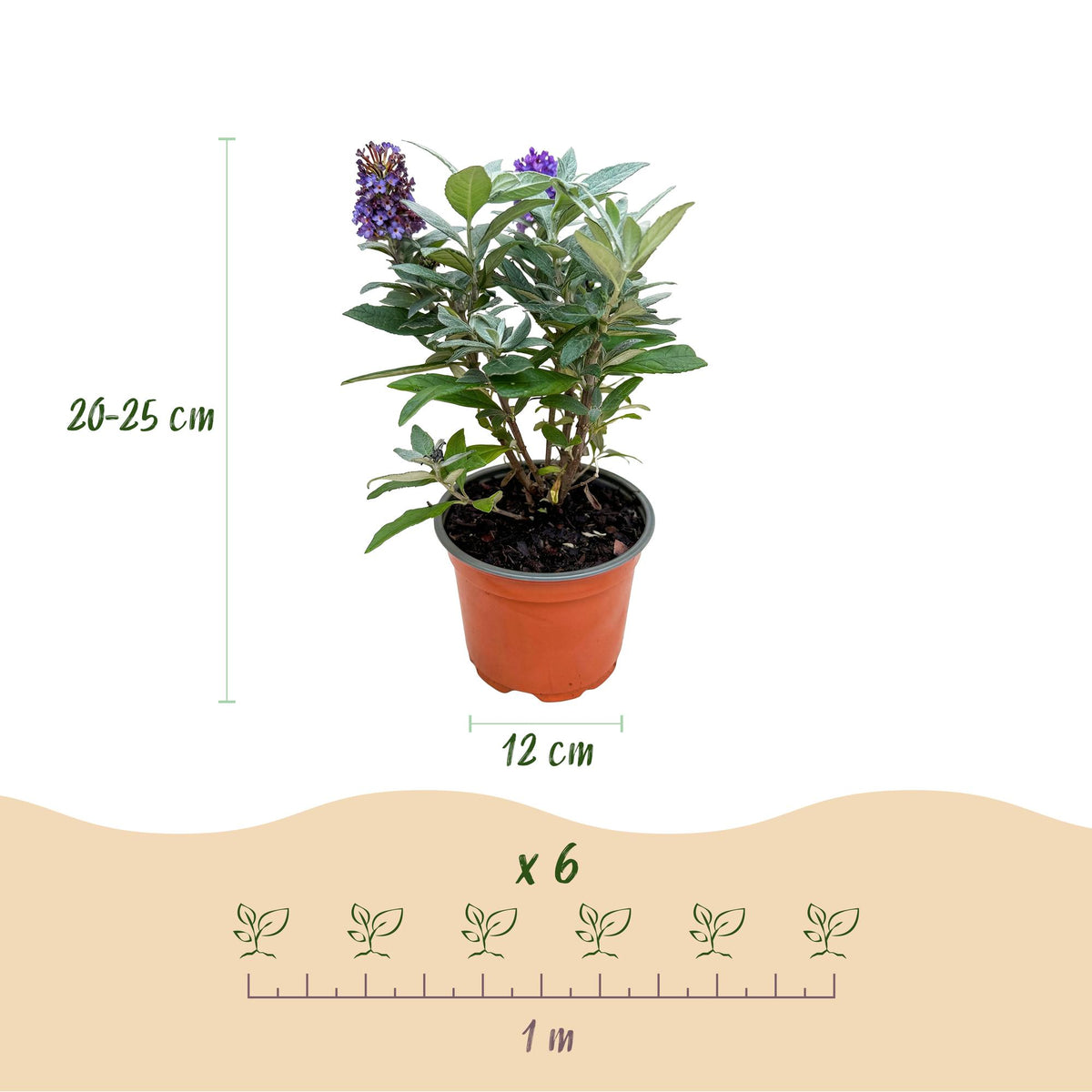 Green boutiQ - Gartenpflanze - Buddleja davidii Butterfly Candy Little Lila - Schmetterlingsstrauch - Kompakt - Lila - 3 Pflanzen - Topf 12cm - Höhe 20-25cm 