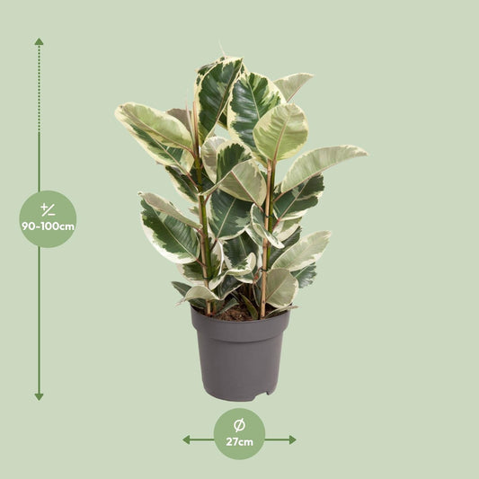 Ficus Elastica Tineke – 100 cm hoch – Ø27 cm Topf – Bunte Gummibaum-Zimmerpflanze – Luftreinigend & pflegeleicht – Tropische Deko für Wohn- und Büroräume 
