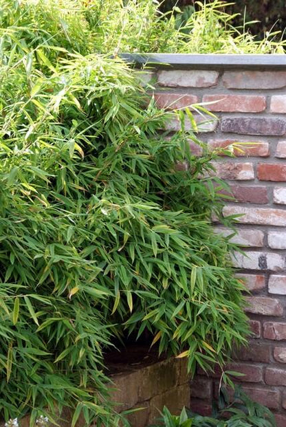 Fargesia Rufa – Nicht-Ausbreitender Bambus – Ø7cm – ↕15cm – 6 Pflanzen – Winterhart & Pflegeleicht – Für Hecken, Garten & Terrasse